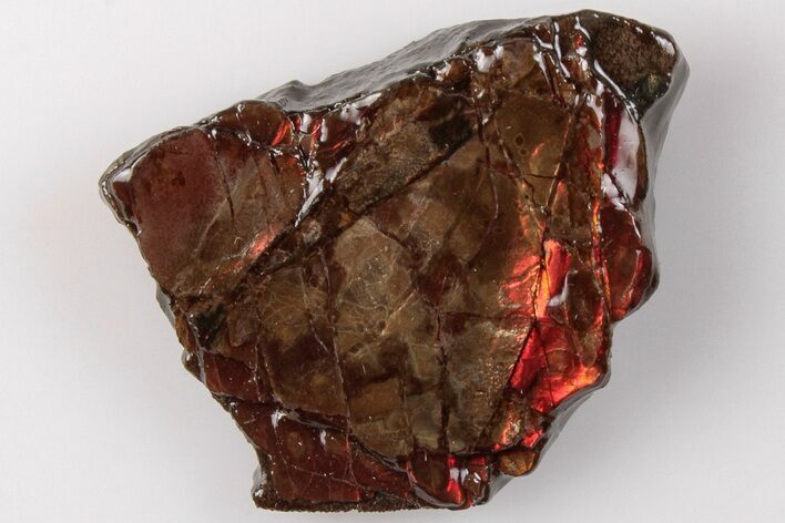 1.1" Iridescent Ammolite (Fossil Ammonite Shell) - Alberta, Canada
